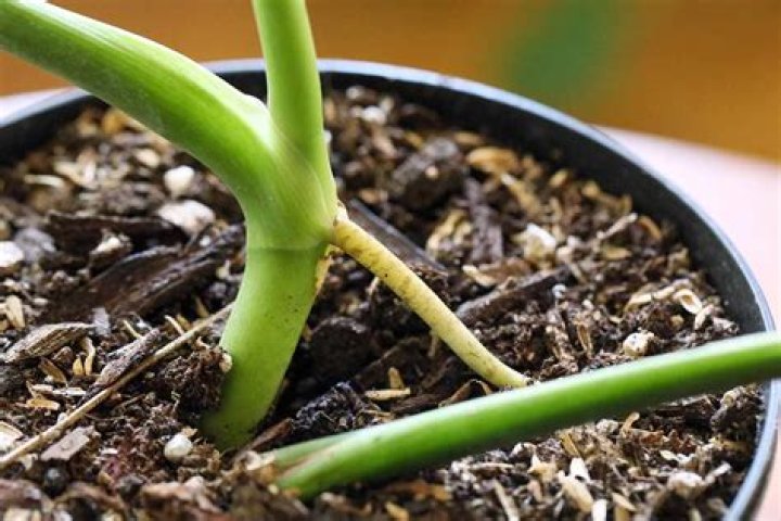 Are Monstera roots fragile?