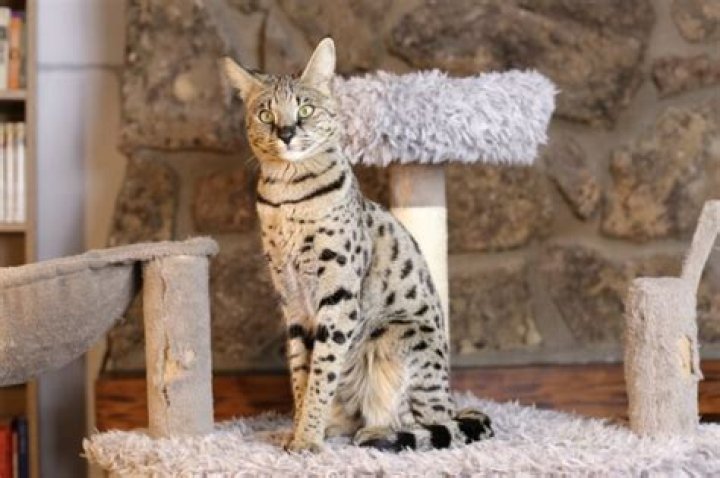 Are savannah cats legal in California?