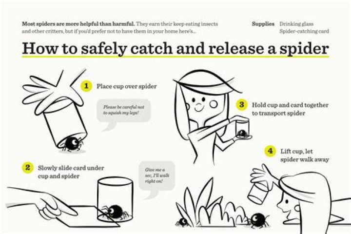 Are spiders good for your house?
