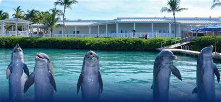 Are there dolphins in Puerto Vallarta?