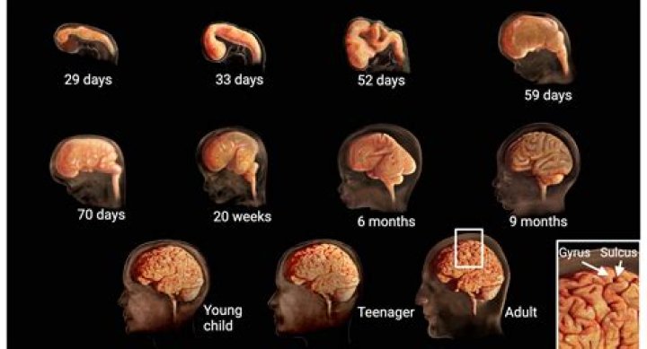 At what age is the brain fully developed?