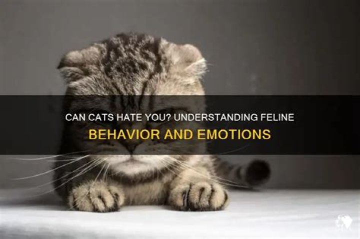 Can a cat hate you?
