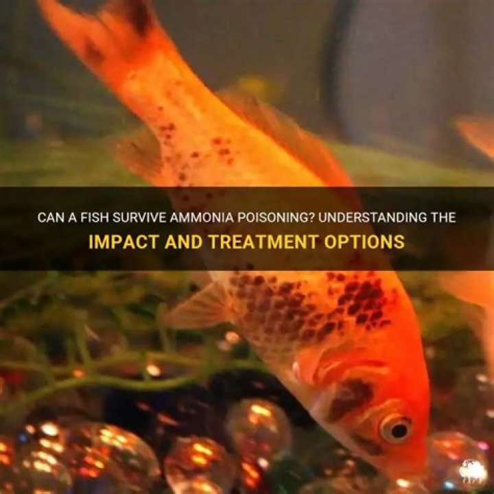 Can a fish survive ammonia poisoning?