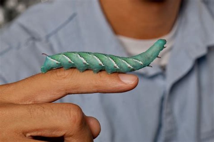 Can a human eat a hornworm?