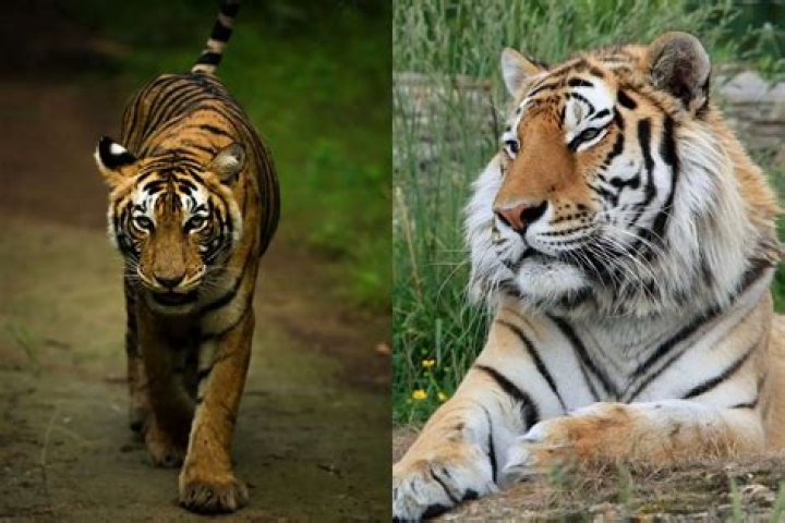 Can a RAM beat a Bengal tiger?