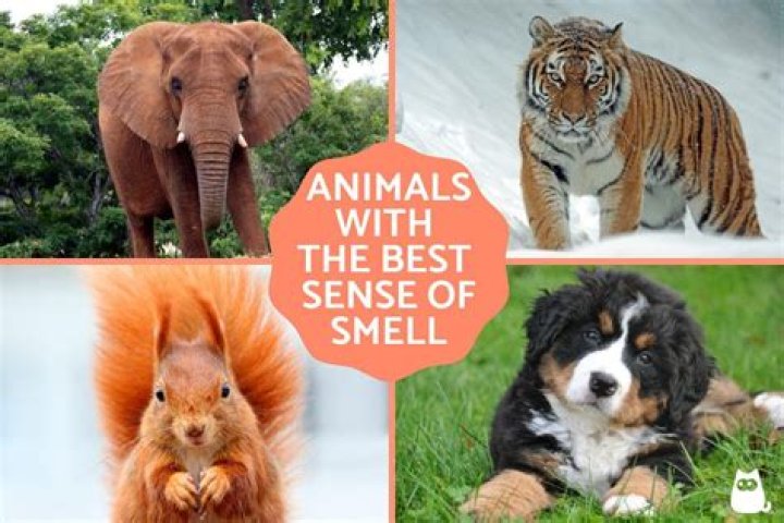 Can animals sense when something is wrong?