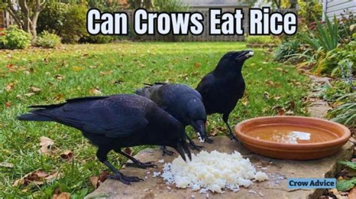 Can crows eat rice?