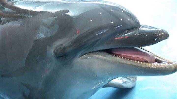 Can dolphins bite?