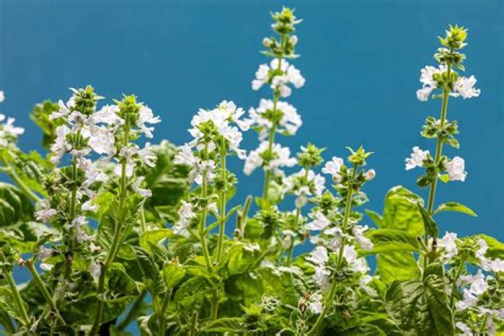 Can I eat raw basil leaves?
