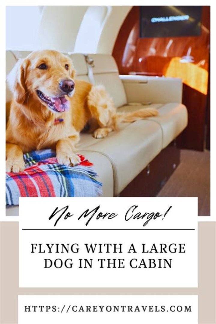 Can large dogs fly in-cabin?