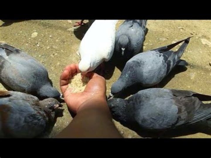 Can pigeons eat rice?
