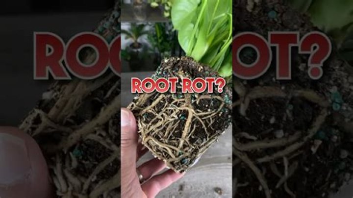 Can you fix root rot without repotting?