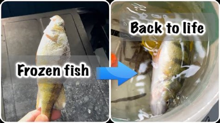 Can you get sick from old frozen fish?