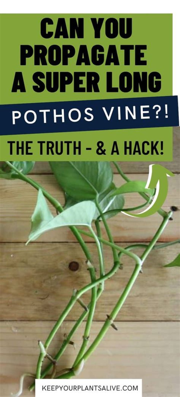 Can you propagate a pothos vine with no leaves?