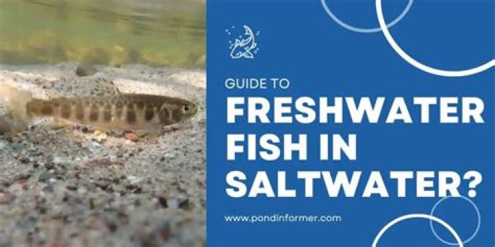 Can you Soak fish in salt water overnight?