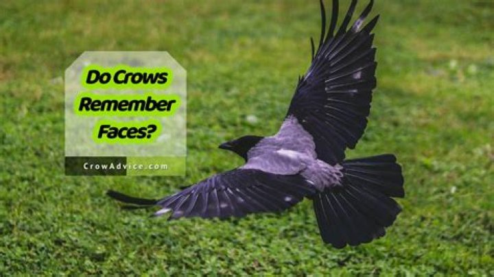 Do crows remember your face?