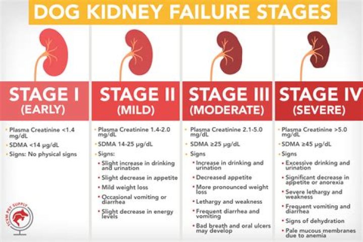 Do Dog Rocks cause kidney problems?