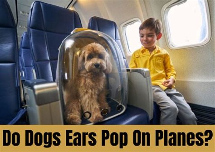 Do dogs ears pop on planes?