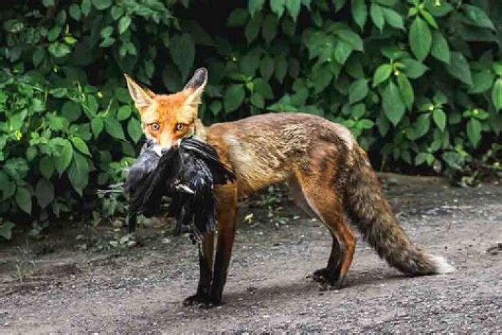 Do foxes bite humans?