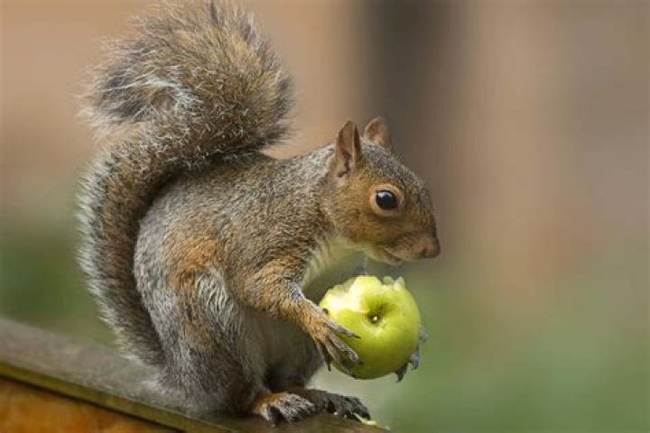 Do gray squirrels eat apples?