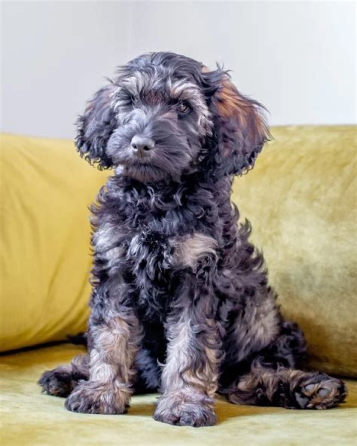 Do Labradoodle puppies get lighter or darker?