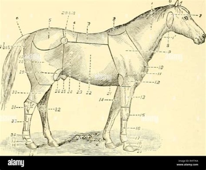 Do male horses have balls?