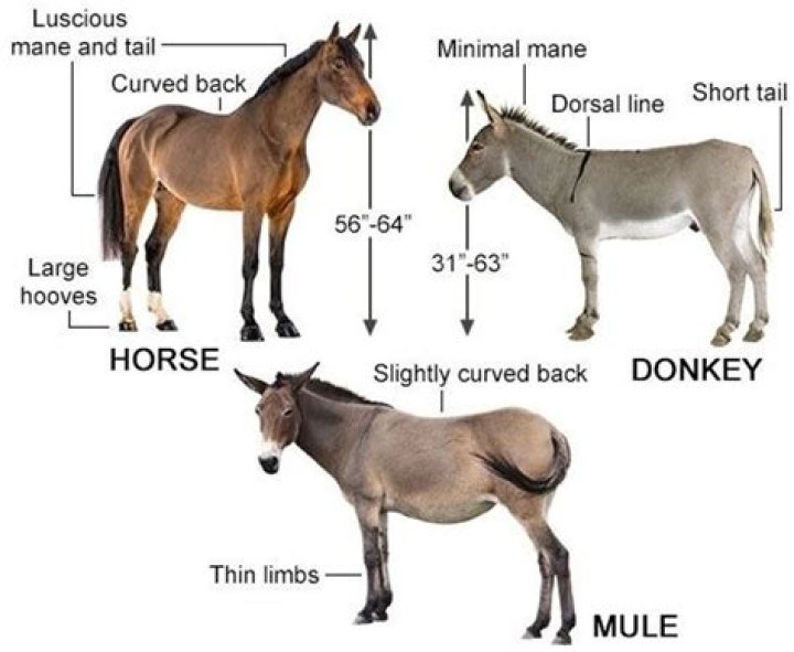 Do mules live longer than horses?