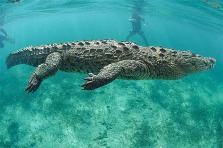 Do sharks and crocodiles ever meet?