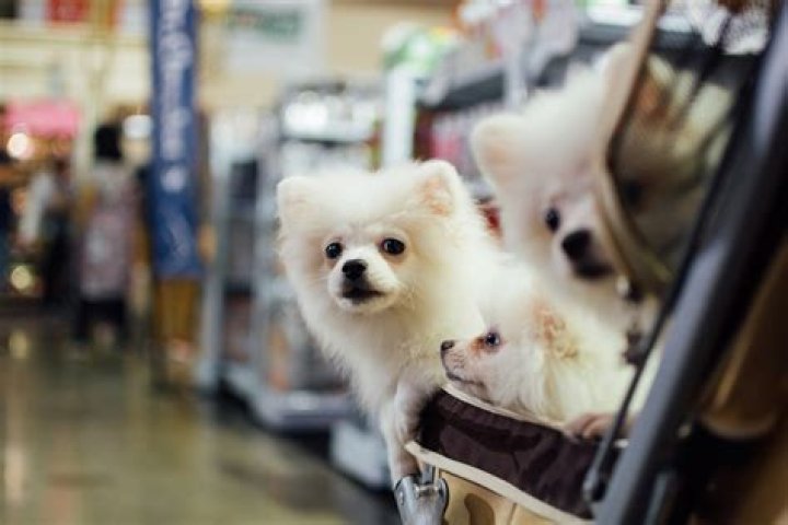 Does free now allow dogs?