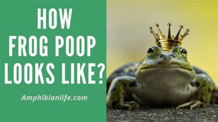 Does frog poop look like?