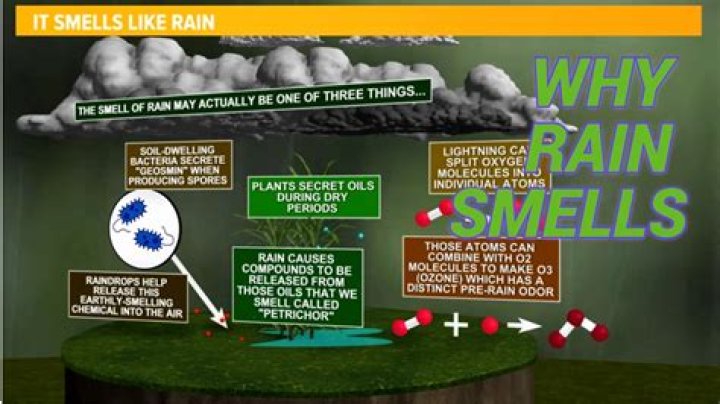 Does rain have nutrients for plants?