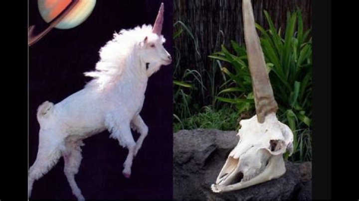 Has anyone found a unicorn?