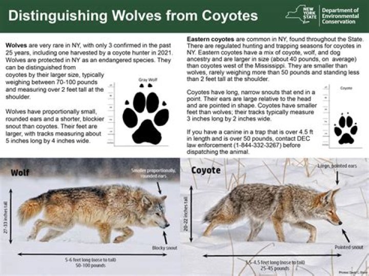 How big is a coyote territory?