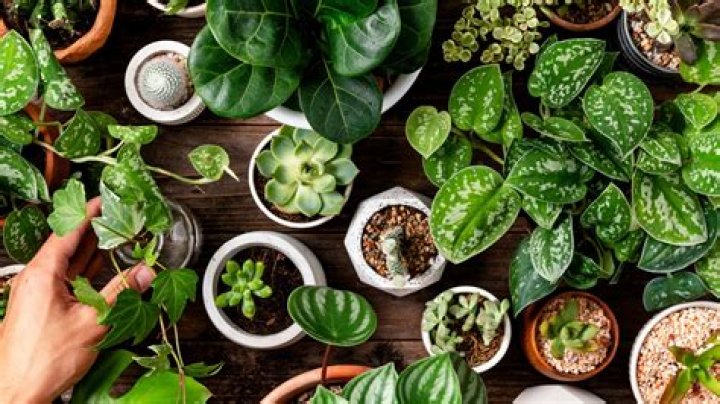 How can you tell if a plant is healthy?