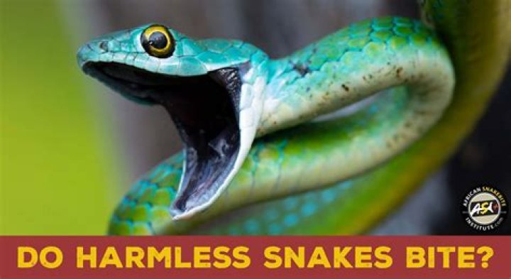How common are snake bites in Costa Rica?