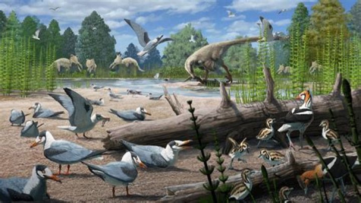 How did birds end?