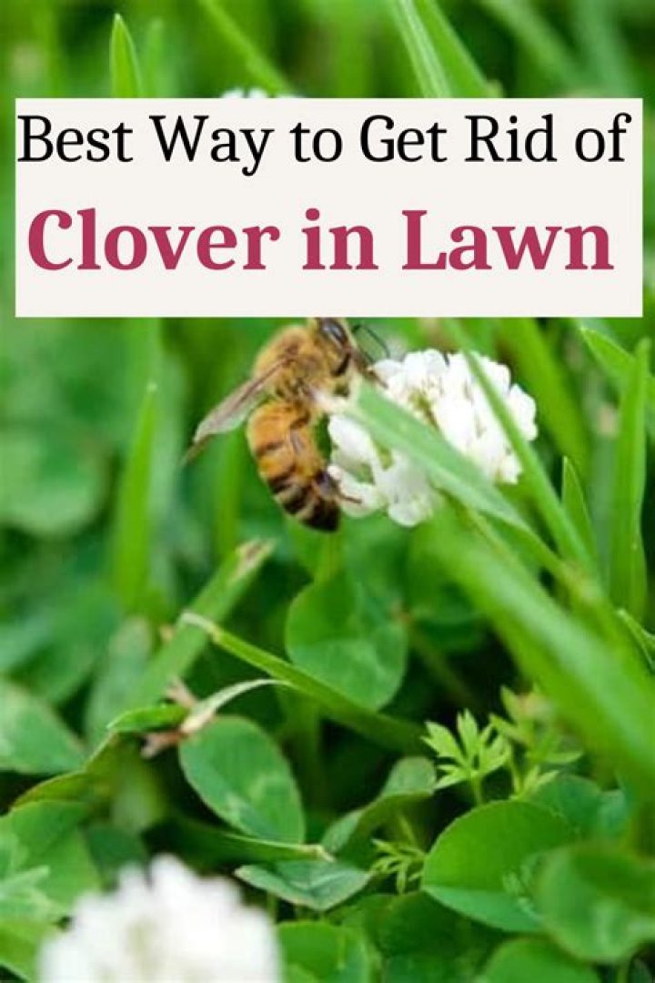 How do I get rid of clover in my lawn naturally?