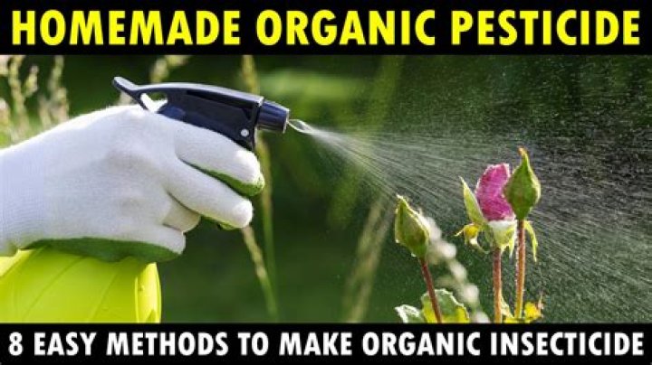 How do I make a natural insecticide for plants?
