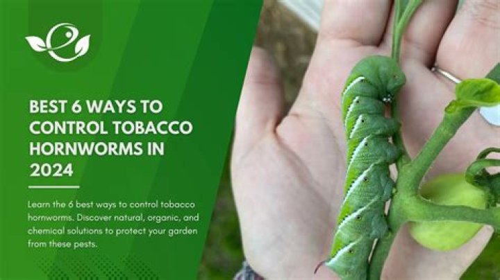 How do you control tomato hornworms?