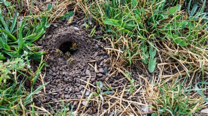 How do you get rid of a wasps nest in the ground?