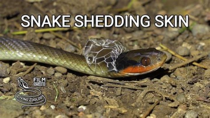 How do you identify a snake track?