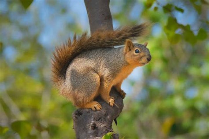 How do you know if a squirrel is happy?