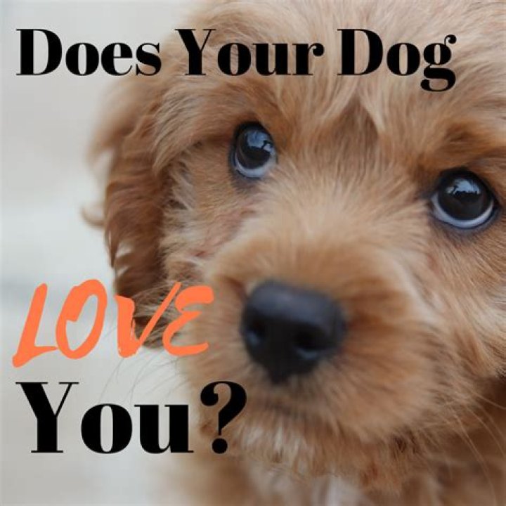 How do you know your dog loves?