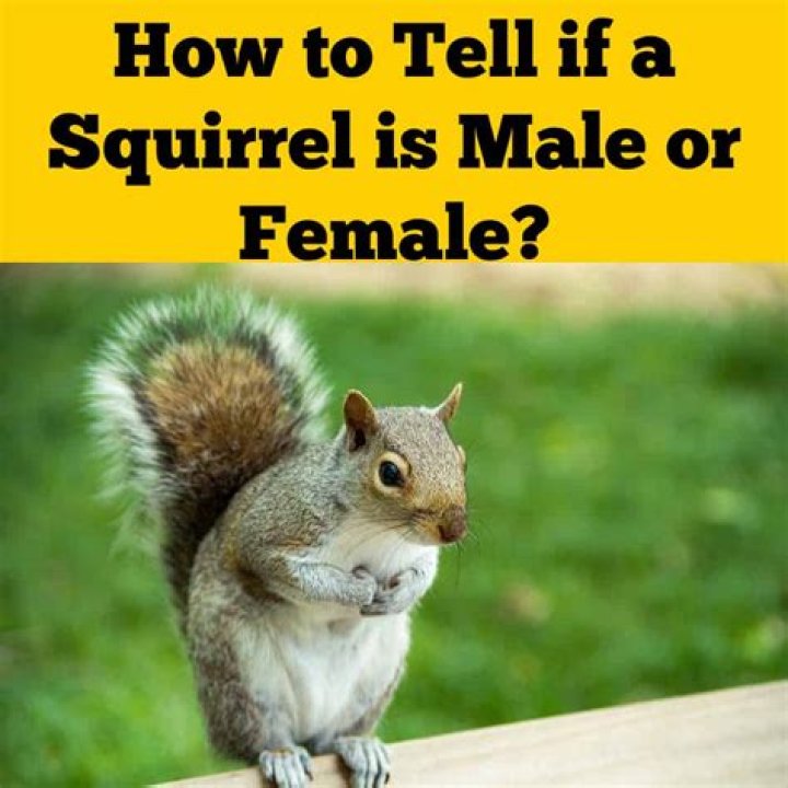 How do you tell if you have mice or squirrels?