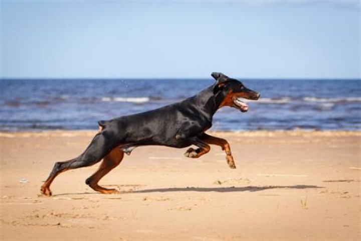 How fast can Dobermans run?