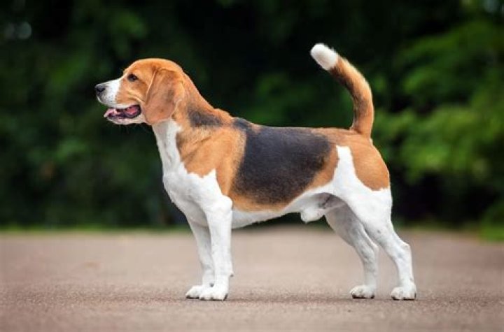 How fast is a beagle?