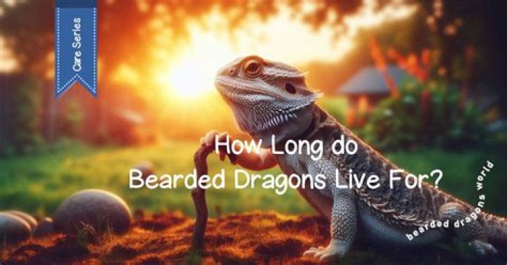 How long do Time Lords live?