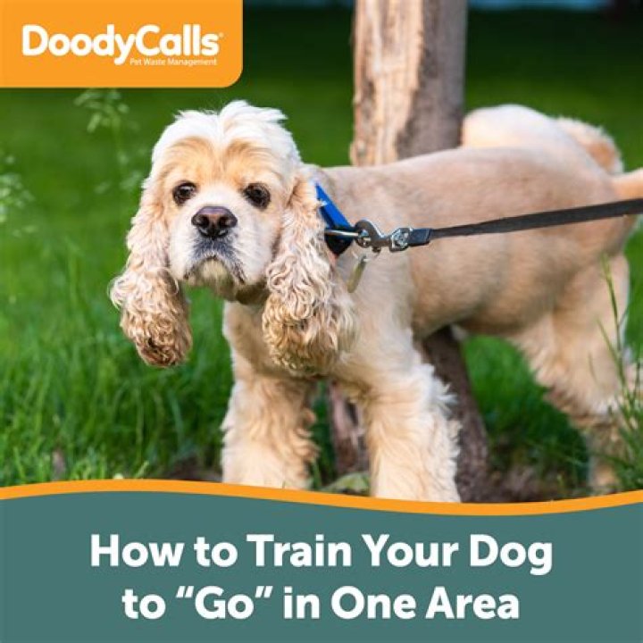 How long does it take a dog to poop a sock?