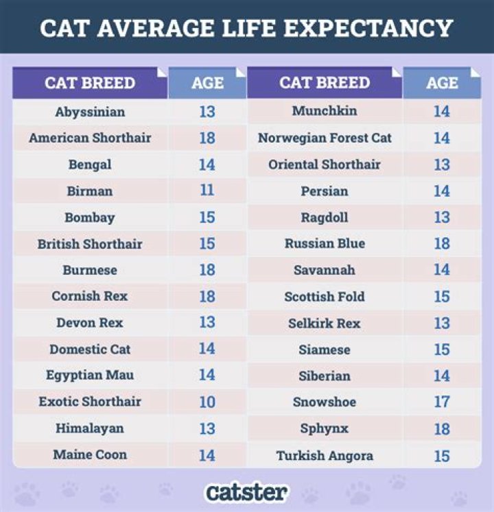 How long is the lifespan of a horse?