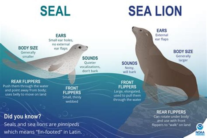 How many SEALs are in a platoon?